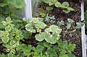 PROPAGATION - ROOTED CUTTINGS OF PELARGONIUM CAROLINE SCHMIDT