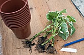 PROPAGATION -ROOTED CUTTINGS OF PELARGONIUM CAROLINE SCHMIDT READY TO POT