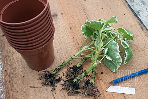 PROPAGATION_ROOTED_CUTTINGS_OF_PELARGONIUM_CAROLINE_SCHMIDT_READY_TO_POT