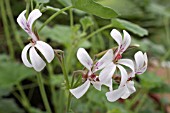 PELARGONIUM CINNAMON NUTMEG