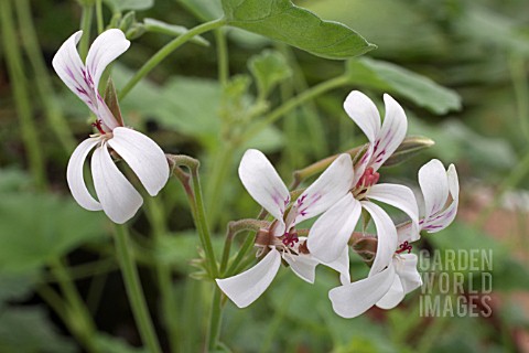 PELARGONIUM_CINNAMON_NUTMEG