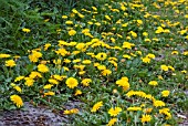 DANDELIONS GROWING ON ROADSIDE