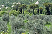 OLIVE TREES AND UMBRELLA PINES IN THE VAL DORCE. TUSCANY, ITALY.