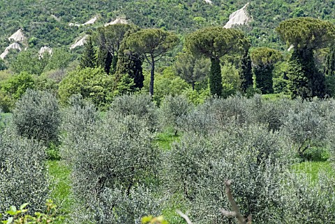 OLIVE_TREES_AND_UMBRELLA_PINES_IN_THE_VAL_DORCE_TUSCANY_ITALY