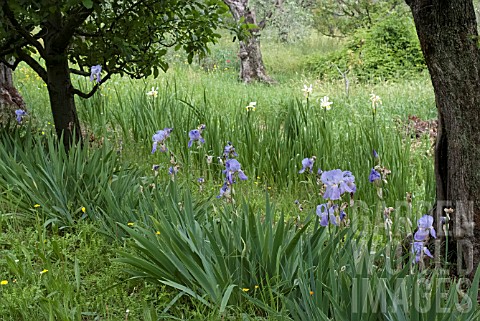 IRISES_IN_THE_OLIVE_GROVE_VILLA_CAPPONE_FLORENCE__ITALY