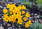 CROCUS ANCYRENSIS, GOLDEN BUNCH CROCUS