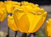 TULIPA GOLDEN APELDOORN