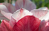 TULIPA FOSTERIANA FLAMING PURISSIMA