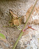 PARTHENOCISSUS HENRYANA SHOWING TENDRILS CLINGING TO A WALL