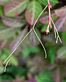 PARTHENOCISSUS HENRYANA SHOWING TENDRILS