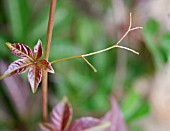 PARTHENOCISSUS HENRYANA SHOWING TENDRILS