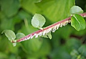 HYDRANGEA PETIOLARIS SHOWING ADVENTITIOUS ROOTS