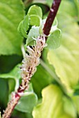 HYDRANGEA PETIOLARIS SHOWING ADVENTITIOUS ROOTS