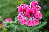 PELARGONIUM LARA STARSHINE