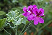 PELARGONIUM PURPLE UNIQUE