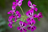 PELARGONIUM ECHINATUM MRS STAPLETON