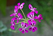 PELARGONIUM ECHINATUM MRS STAPLETON