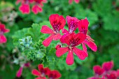 PELARGONIUM SCARLET PET