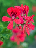 PELARGONIUM SCARLET PET