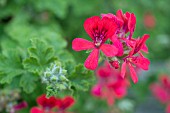 PELARGONIUM SCARLET PET