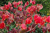 HAMAMELIS X INTERMEDIA DIANE AUTUMN FOLIAGE