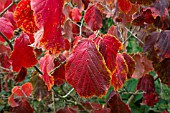 HAMAMELIS X INTERMEDIA DIANE AUTUMN FOLIAGE