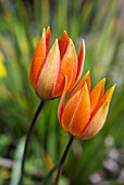 TULIPA ORPHANIDEA WHITTALLII GROUP