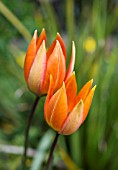 TULIPA ORPHANIDEA WHITTALLII GROUP