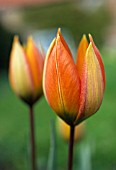 TULIPA ORPHANIDEA WHITTALLII GROUP