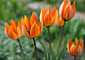 TULIPA ORPHANIDEA WHITTALLII GROUP