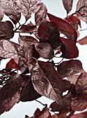PRUNUS CERASIFERA NIGRA