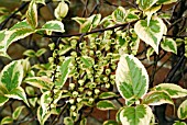 STACHYURUS MAGPIE