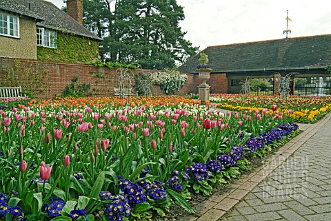 SPRING_BEDDING_AT_THE_RHS_WISLEY_SHOWING_TULIPS_AND_POLYANTHUS