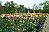 SPRING BEDDING AT RHS WISLEY SHOWING TULIPS AND POLYANTHUS