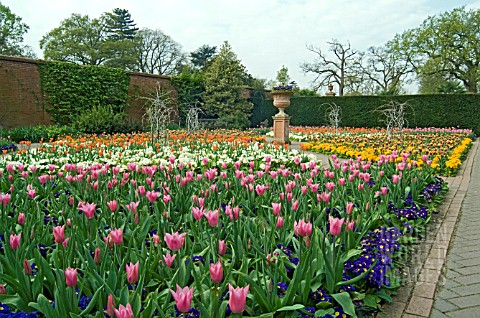 SPRING_BEDDING_AT_RHS_WISLEY_SHOWING_TULIPS_AND_POLYANTHUS