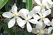 CLEMATIS ARMANDII