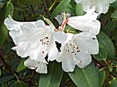 RHODODENDRON POOK