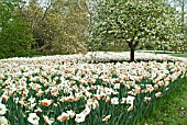 SPRING GARDEN WITH NARCISSUS AT RHS WISLEY