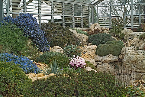 ALPINE_HOUSE_AT_THE_RHS_GARDEN_WISLEY_SHOWING_PLANTS_GROWING_IN_TUFA