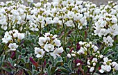 ARABIS ALPINA SUBSP. CAUCASICA FLORE PLENO