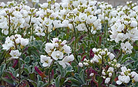 ARABIS_ALPINA_SUBSP_CAUCASICA_FLORE_PLENO