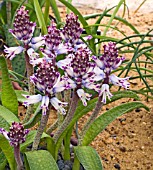LACHENALIAS GROWING IN AN ALPINE HOUSE