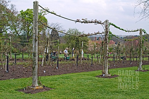 ROSES_TRAINED_ON_POSTS_AND_ROPES_AT_RHS_WISLEY__WITH_GARDENERS_WORKING_IN_THE_BACKGROUND