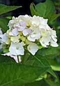 HYDRANGEA MACROPHYLLA MADAME EMILE MOULLIERE (AGM)