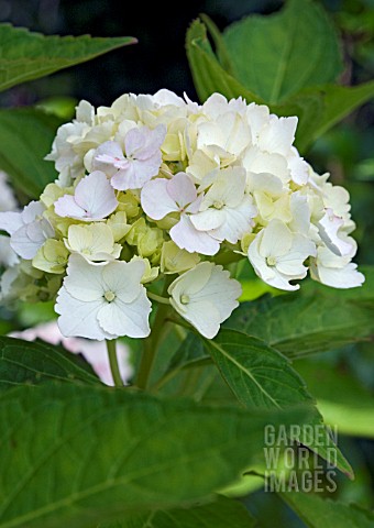 HYDRANGEA_MACROPHYLLA_MADAME_EMILE_MOULLIERE_AGM