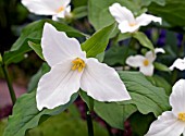 TRILLIUM GRANDIFLORUM