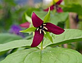 TRILLIUM ERECTUM