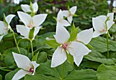 TRILLIUM ERECTUM ALBUM