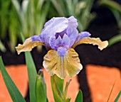 DWARF BEARDED IRIS REAL COQUETTE