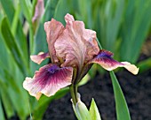 DWARF BEARDED IRIS CIMARRON ROSE